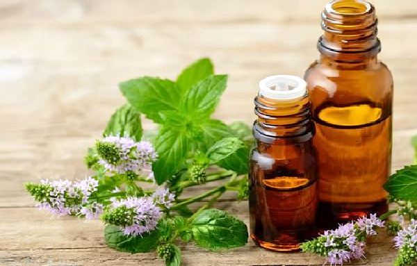 Peppermint oil for weight loss